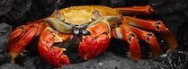 crab-209×77 crab-209x77